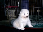 K dispozici zdrav� �t��ata samojed�