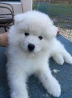 Velmi p��telsk� �t��ata samojed� p�ipraven� k adopci.