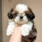 �t��ata Shih Tzu k adopci.