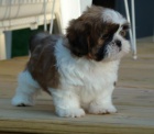 socializovan� �t��ata Shih Tzu dostupn� k adopci.