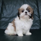��nsk� �t��ata Shih Tzu dostupn� k adopci.
