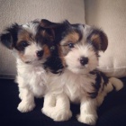 Prod�m �t��ata yorkie BIEWER.