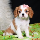 Prod�m zdrav� a kr�sn� �t��ata Kaval�r King Charles Spaniel.