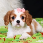 Prod�m zdrav� a kr�sn� �t��ata Kaval�r King Charles Spaniel.