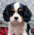 Prod�m zdrav� a kr�sn� �t��ata Kaval�r King Charles Spaniel.
