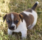 z�skejte na prodej ��asn� a zdrav� �t��ata jack russella.