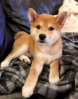 Prod�m rozko�n� miminka �t��ata shiba inu