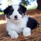 Prod�m roztomil� �t��ata australsk�ho ov��ka