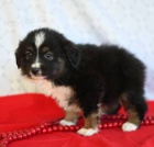 Prod�m roztomil� �t��ata australsk�ho ov��ka