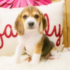 Kr�sn� a rozko�n� �t��ata b�gla k dispozici a p�ipravena k prodeji.