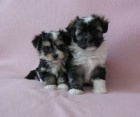 Prod�m roztomil� a zdrav� �t��ata havanese.