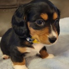 Prod�m zdrav� �t��ata jezev��k�