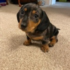 Prod�m zdrav� �t��ata jezev��k�