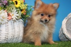 miniaturn� �t��ata pomeranian� na prodej.