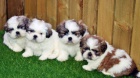 Shih Tzu �t��ata.