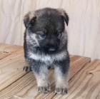 Prod�m �t��ata n�meck�ho ov��ka