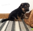 Prod�m zdrav� a o�kovan� �t��ata n�meck�ho ov��ka