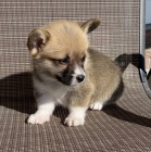 Prod�m �t��ata Pembroke Welsh Corgi.