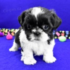 Prod�m �t��ata SHIH TZU