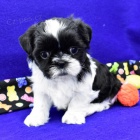 Prod�m �t��ata SHIH TZU