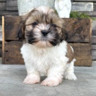 Prod�m mini kr�sn� a o�kovan� �t��ata SHIH TZU