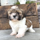 Prod�m mini kr�sn� a o�kovan� �t��ata SHIH TZU
