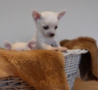 �t��ata �ivavy na prodej