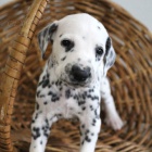 Prod�m �t��ata dalmatin�