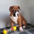 Prod�m ZDRAV� A O�KOVAN� �t��ata boxera