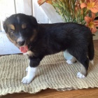 Prod�m ZDRAV� �t��ata border kolie