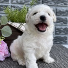 Prod�m zdrav� a kr�sn� �t��ata bi�onka.