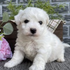 Prod�m zdrav� a kr�sn� �t��ata bi�onka.