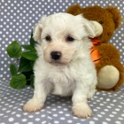 Prod�m �t��ata bi�onka.