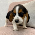 �t��ata B�gla na prodej.