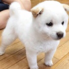 Prod�m �t��ata shiba inu