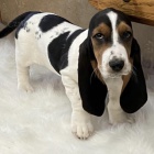 �t��ata basset hound.