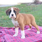 Boxer �t��ata.