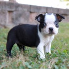 Prod�m �t��ata feny a psa Bostonsk�ho teri�ra