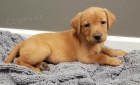 Prod�m zdrav� a kr�sn� �t��ata labradorsk�ho retr�vra pejska a fenky.
