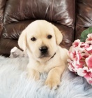 Prod�m zdrav� �t��ata labradorsk�ho retr�vra.