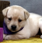 Prod�m zdrav� �t��ata labradorsk�ho retr�vra.