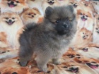 Prod�m �t��ata pomeraniana.