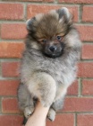 Prod�m �t��ata pomeraniana.