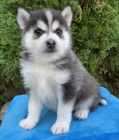 Prod�m �t��ata Pomskies (k��enec sibi�sk� husky a pomeranian)
