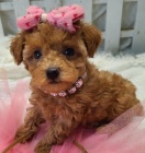 Prod�m zdrav� a kr�sn� �t��ata trpasli��ho pejska a feny pudla.