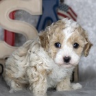 Prod�m zdrav� a kr�sn� �t��ata trpasli��ho pudla.