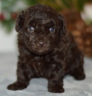 Prod�m zdrav� a kr�sn� �t��ata trpasli��ho pudla.