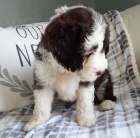 Prod�m zdrav� a o�kovan� �t��ata portugalsk�ho vodn�ho psa.