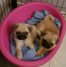 �ern� a b�ov� mops� �t��ata k adopci.