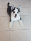 sibi�sk� husky s kr�sn�ma modr�ma o�ima k adopci.